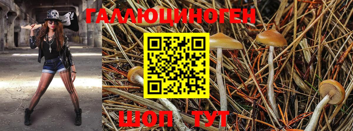 Новоалександровск  Галлюциногенные грибы Cubensis  Вход с VPN 